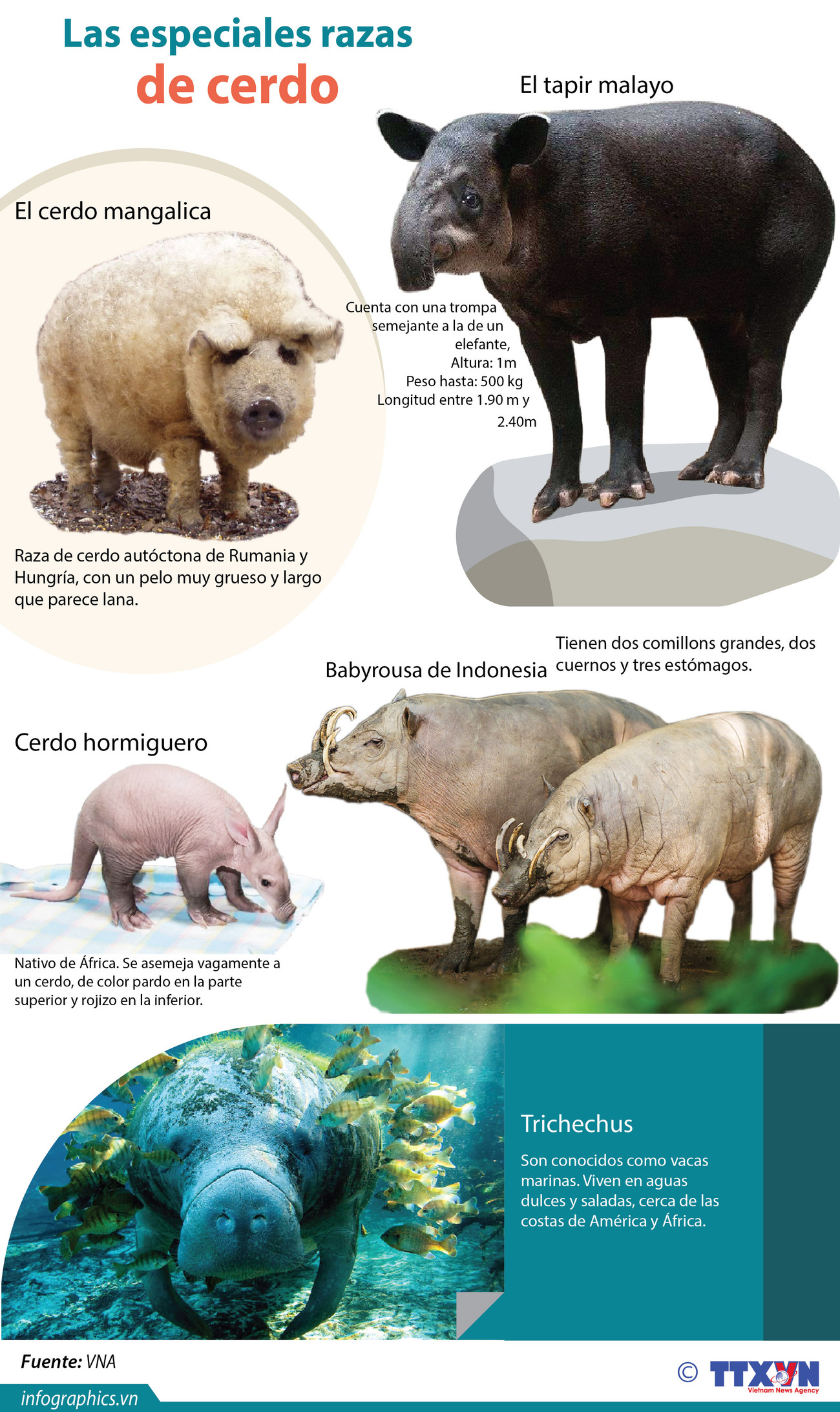 [Info] Cerdo, signo del Año Lunar 2019 ảnh 1