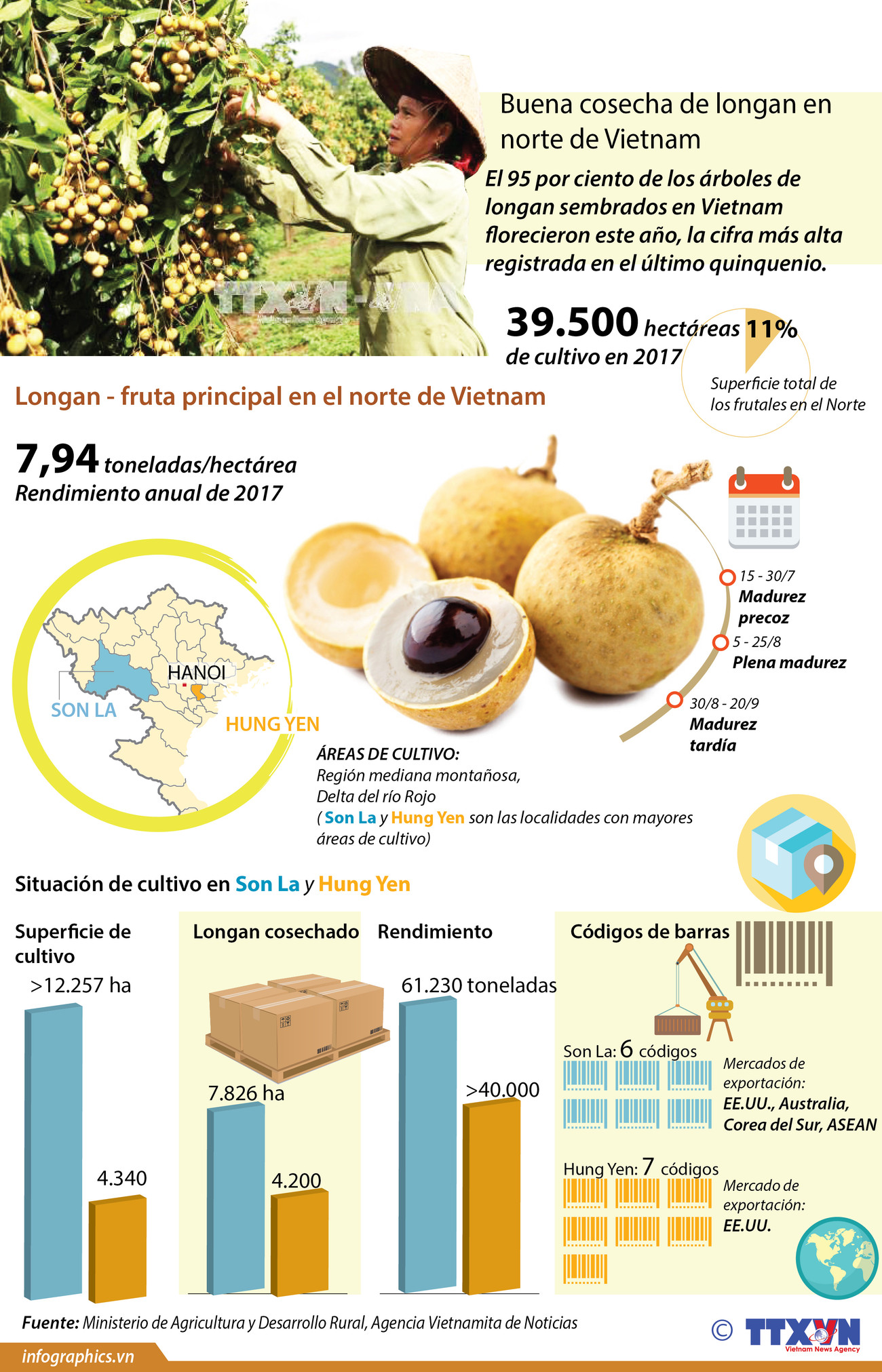 [Infografía] Buena cosecha de longan en el norte de Vietnam ảnh 1