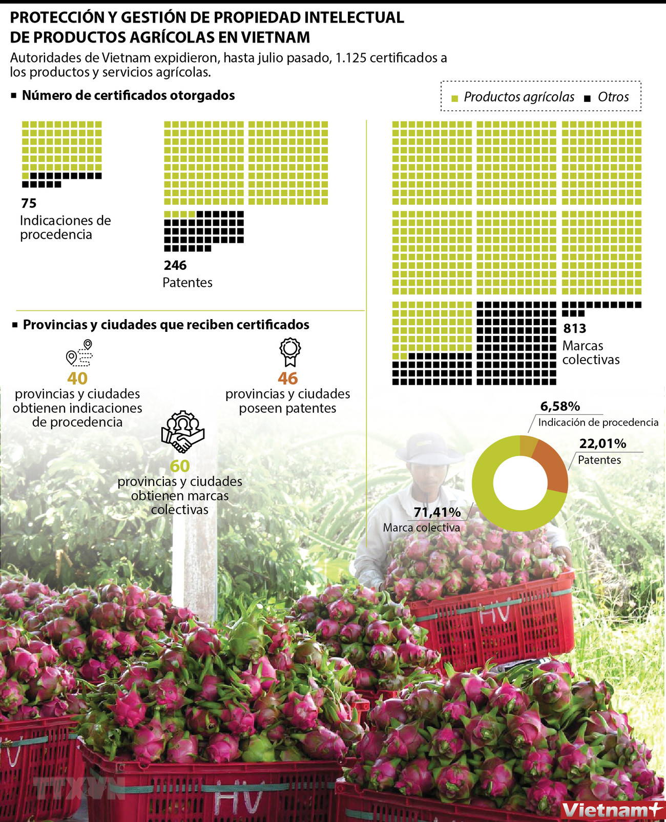 Protección y gestión de propiedad intelectual de productos agrícolas en Vietnam ảnh 1