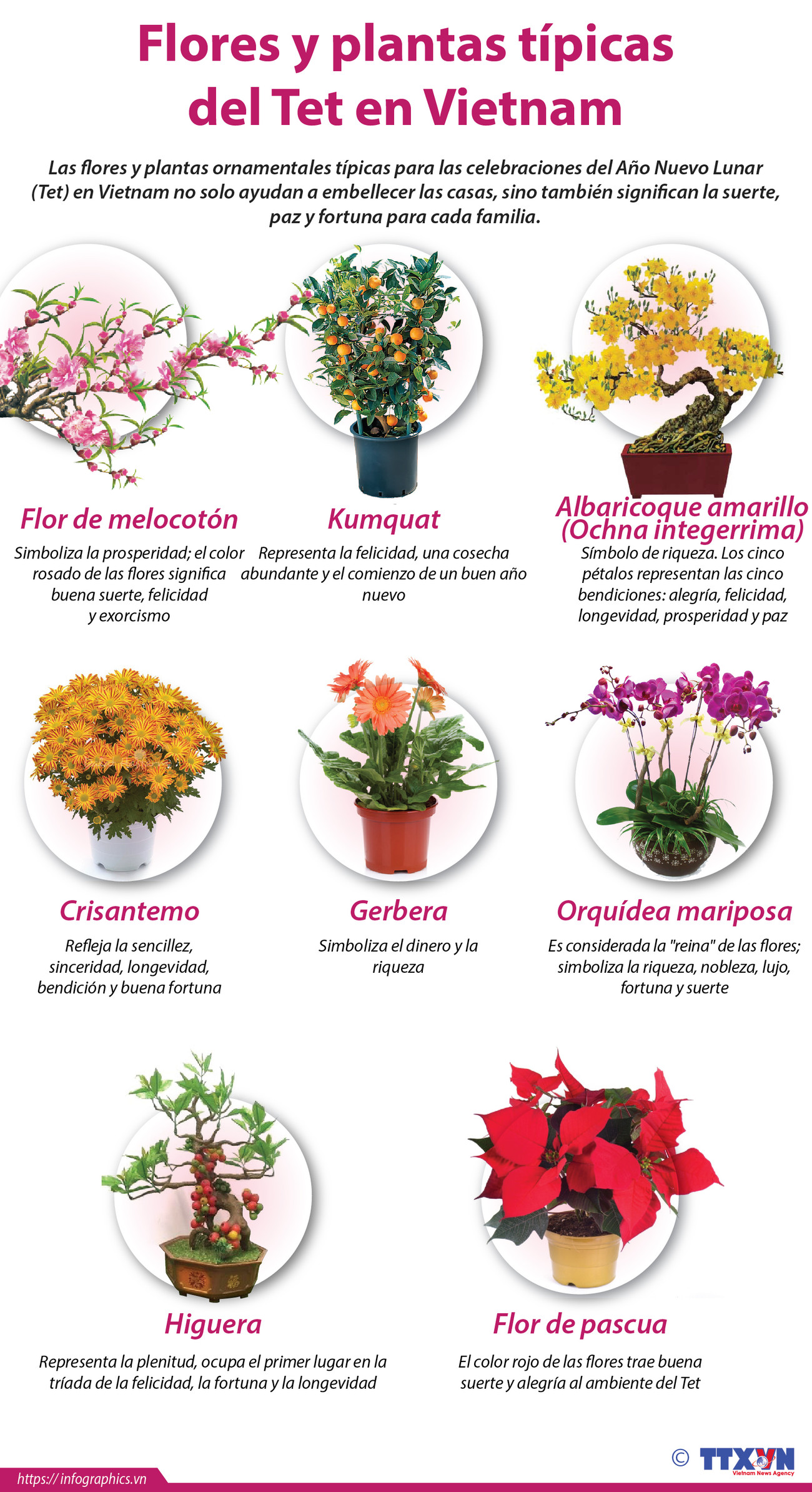 Flores y plantas típicas del Tet en Vietnam ảnh 1