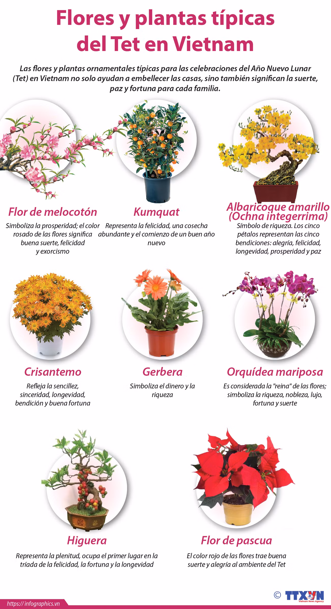 Flores y plantas típicas del Tet en Vietnam ảnh 1