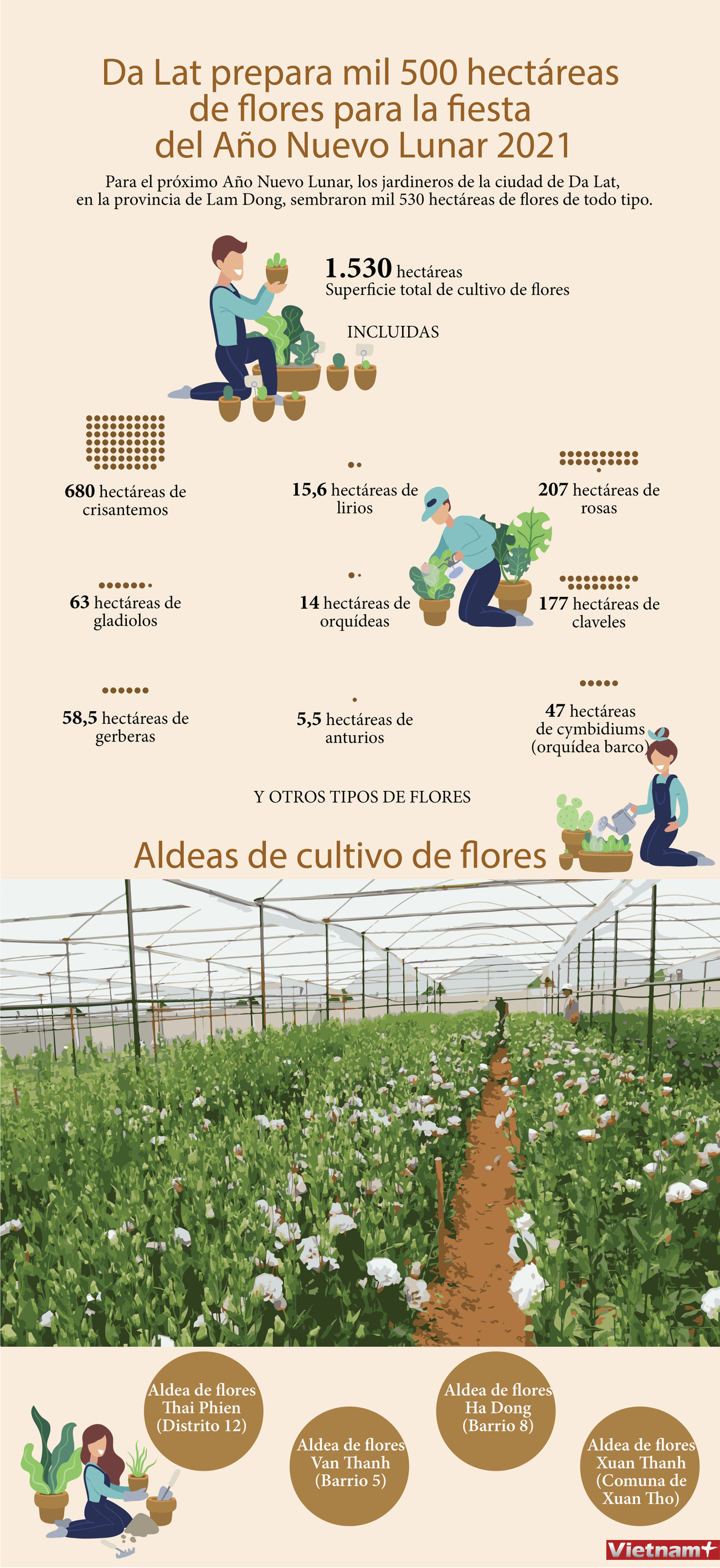 Da Lat prepara mil 500 hectáreas de flores para la fiesta del Año Nuevo Lunar 2021 ảnh 1 Da Lat prepara mil 500 hectáreas de flores para la fiesta del Año Nuevo Lunar 2021 ảnh 1