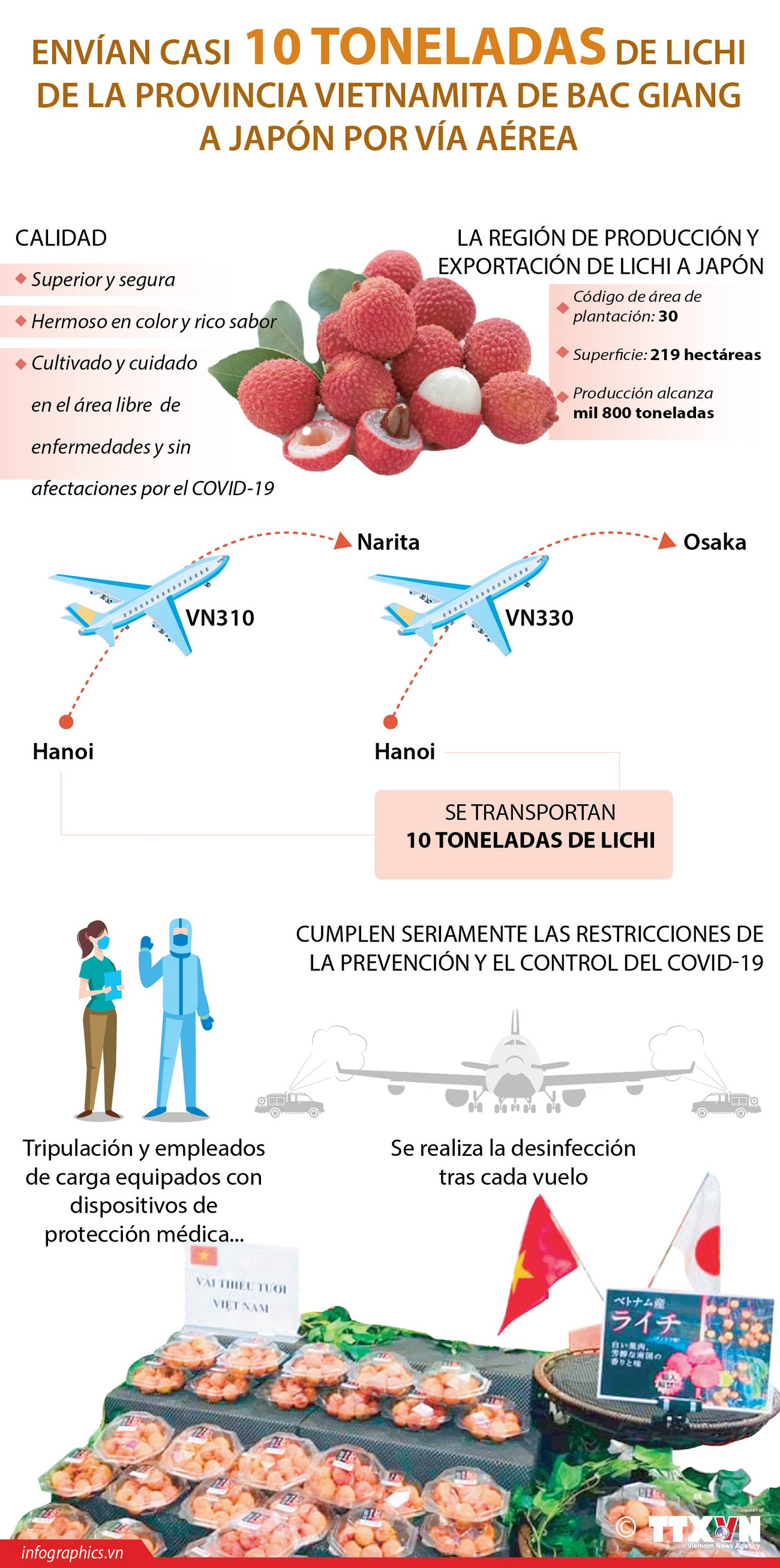 Envían casi 10 toneladas de lichi vietnamita a Japón por vía aérea ảnh 1 Envían casi 10 toneladas de lichi vietnamita a Japón por vía aérea ảnh 1
