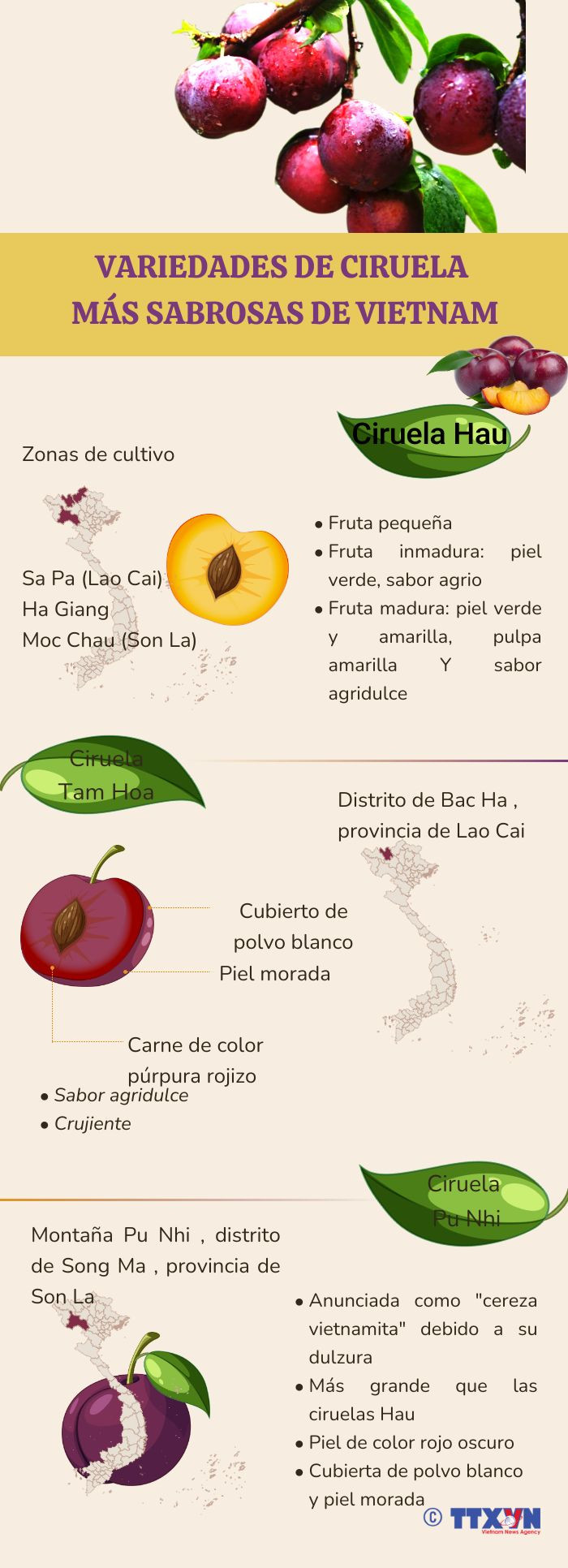 Variedades de ciruela más sabrosas de Vietnam ảnh 1