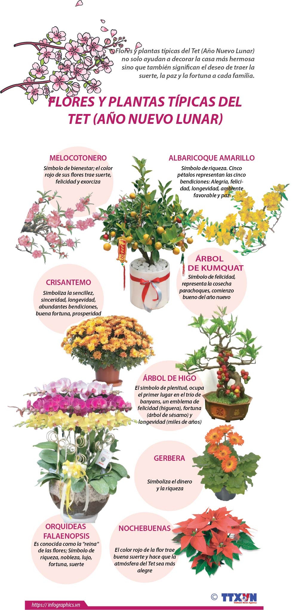 Flores y plantas típicas del Tet (Año Nuevo Lunar) ảnh 1 Flores y plantas típicas del Tet (Año Nuevo Lunar) ảnh 1
