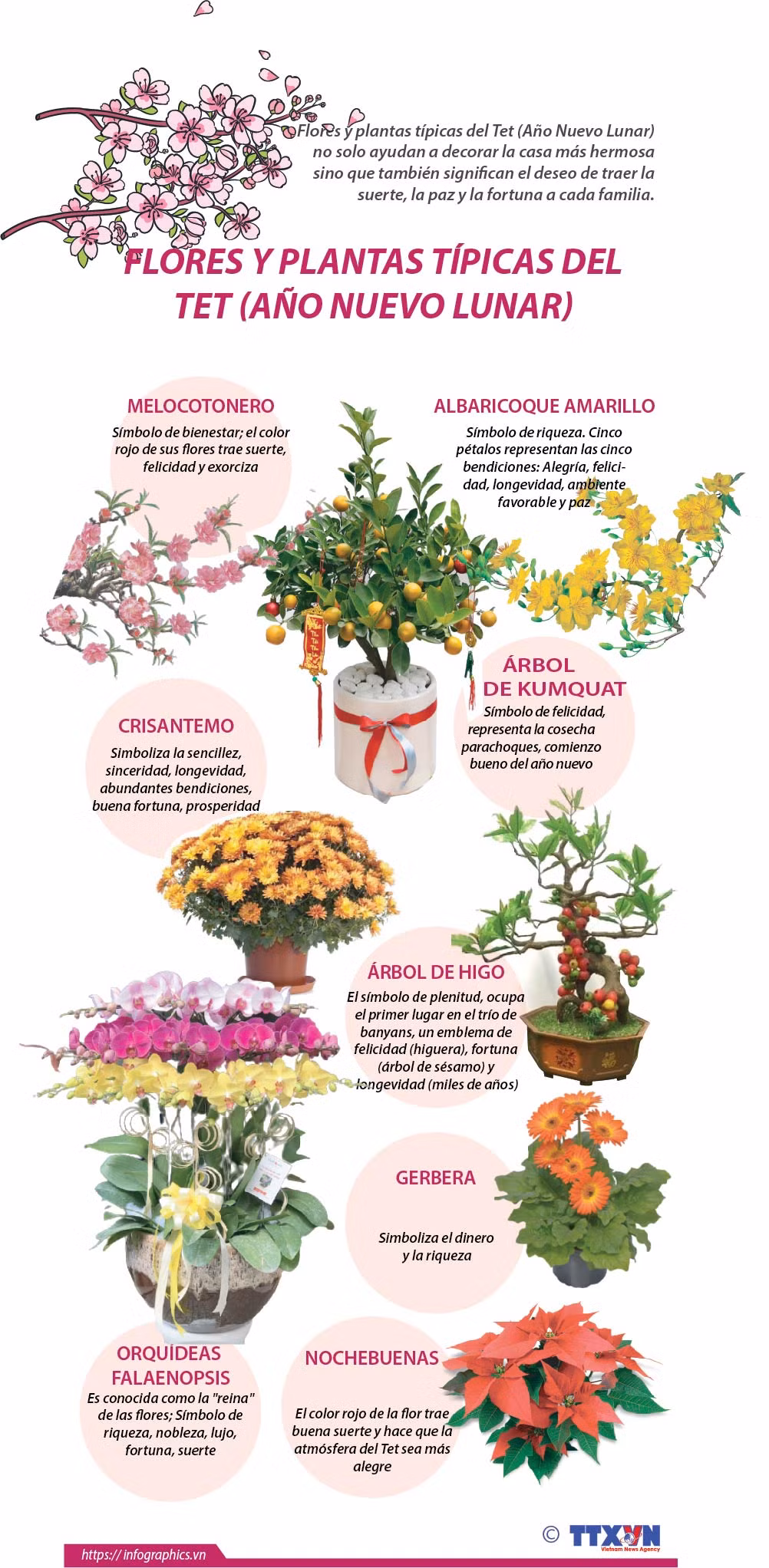 Flores y plantas típicas del Tet (Año Nuevo Lunar) ảnh 1