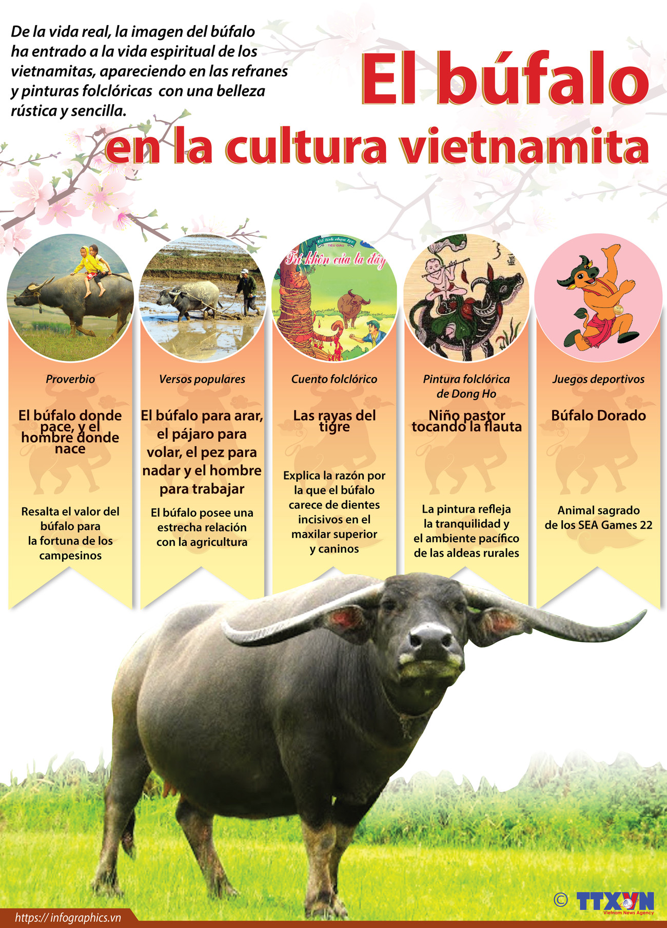 El búfalo en la cultura vietnamita ảnh 1 El búfalo en la cultura vietnamita ảnh 1