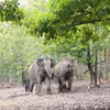 Los elefantes sanos viven en el bosque natural. (Fuente: VNA)