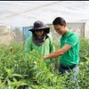 Nguyen Viet Tu (derecha) y el personal técnico de la cooperativa inspeccionan el cultivo de chiles picantes, listo para la cosecha con destino a la exportación a países europeos. (Fuente: VNA)