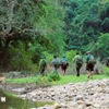 El equipo de estudio de la biodiversidad en la Reserva Natural Pu Huong. (Fuente: VNA)