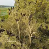 Muchas especies de aves acuden a refugiarse y vivir en el Parque Nacional Tram Chim. (Fuente: VNA)