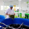 Las algas marinas son preparadas cuidadosamente por los trabajadores antes de ser procesadas. (Fuente: VNA)