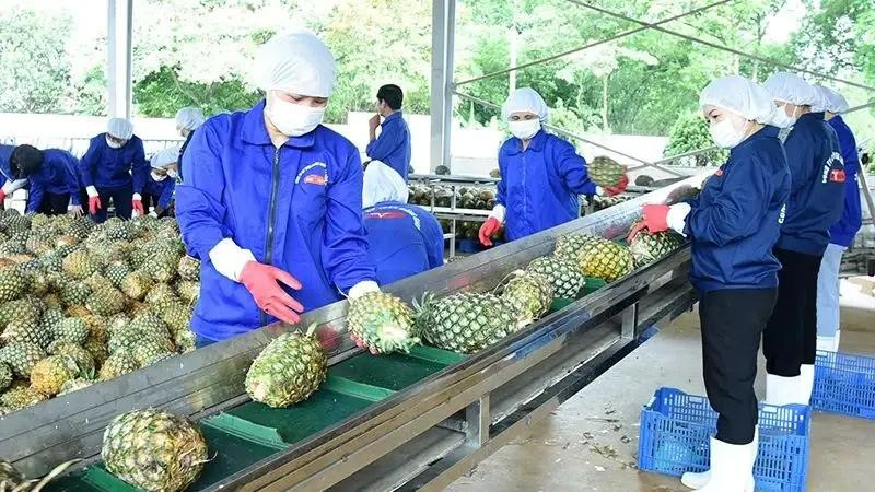 El procesamiento de piña para la exportación (Fuente: nhandan.vn)