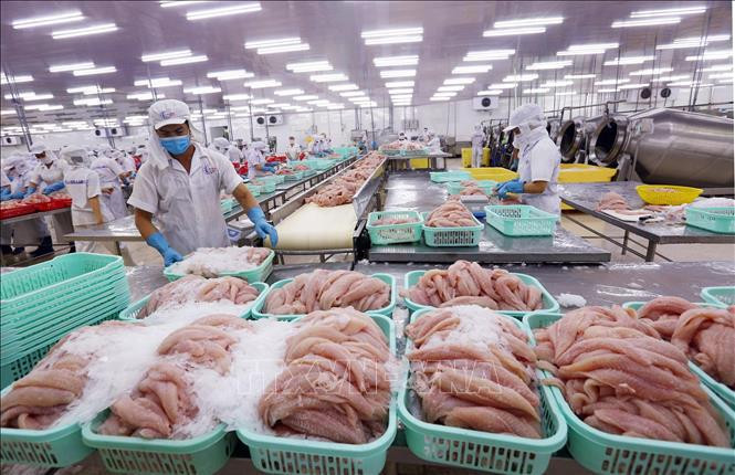 El pescado tra para la exportsción (Fuente: VNA)