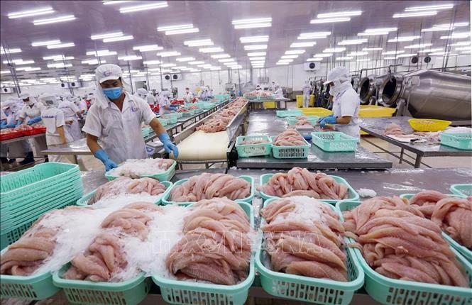El pescado tra para la exportsción (Fuente: VNA)