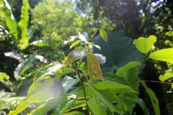 La planta Tra hoa trai mong (Camellia pleurocarpa) en la Reserva Natural Pu Luong (Fuente: VNA)