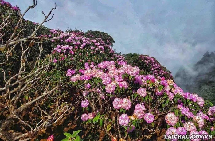 El bosque de azaleas en el pico Putaleng es una "especialidad" del turismo en el distrito de Tam Duong, en Lai Chau. (Foto: Comité organizdor) 