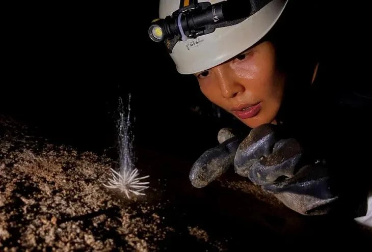 La especie rara descubrida en el Parque Nacional Phong Nha-Ke Bang (Fuente: tuoitre.vn)