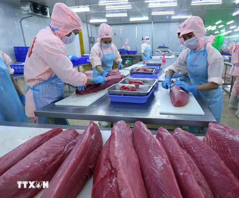El procesamiento de atún para la exportación a los mercados estadounidense y europea (Fuente: VNA) 