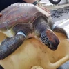 Una tortuga marina en peligro de extinción es rescatada en la provincia vietnamita de Quang Ngai. (Fuente: VNA)