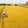 El proyecto "Desarrollo sostenible de un millón de hectáreas de cultivo especializado de arroz de alta calidad y baja emisión vinculado al crecimiento verde en el Delta del Mekong para 2030". (Foto: VNA)