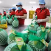 Exportación de toronja a Australia. (Foto: VNA)