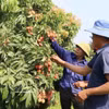 Huertos de lichi en Bac Ninh. (Foto: VNA)
