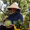 Los agricultores inspeccionan la calidad y clasifican los pomelos verdes directamente en la huerta para garantizar que cumplan con los estándares de exportación. Foto: VNA