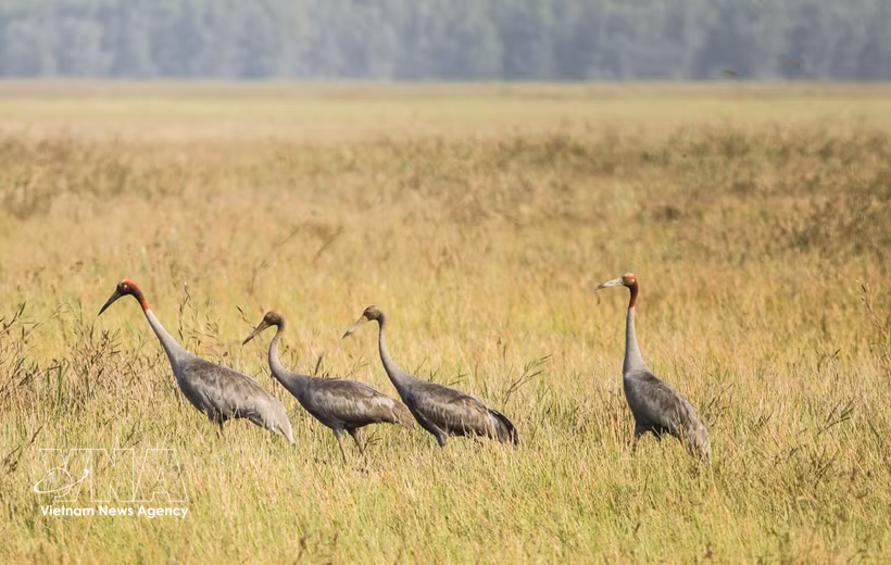 Vietnam restaura hábitat natural para conservar el grulla de cabeza roja. (Foto: VNA)