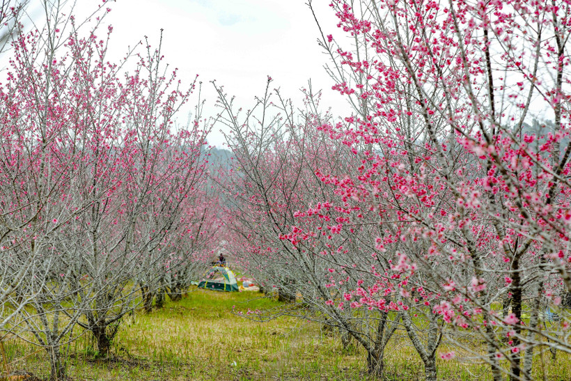 Flor de cerezo en la provincia montañosa de Dien Bien. (Foto: VNA)