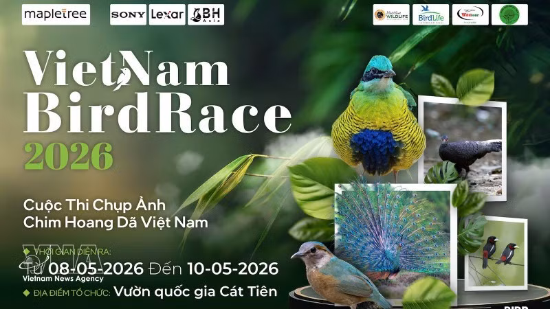 Concurso Vietnam BirdRace 2026 atraerá a cientos de fotógrafos de todo el mundo 
