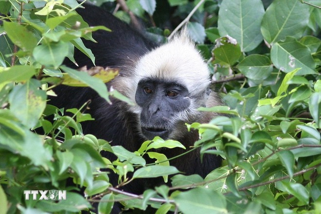 El Langur de Cat Ba (Trachypithecus poliocephalus) es una especie de primate muy rara que solo habita en los bosques húmedos tropicales de la isla de Cat Ba. (Foto: VNA)
