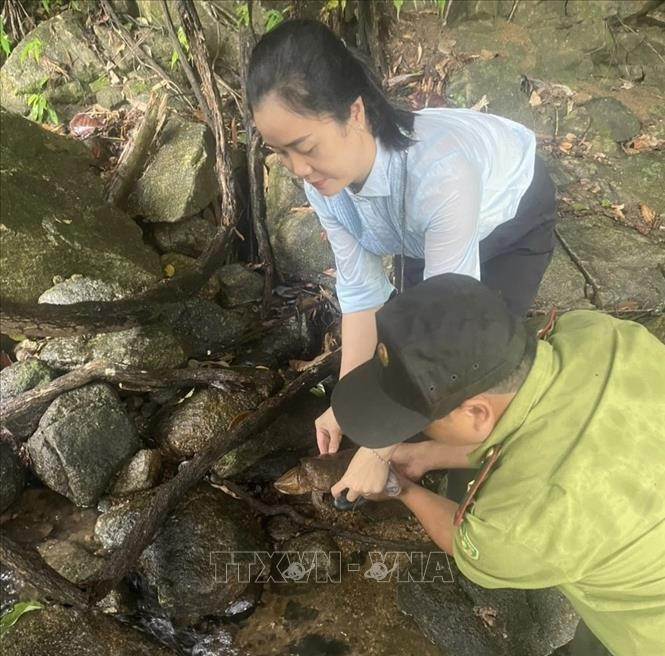 Liberan una rara tortuga de cabeza grande en su hábitat natural en provincia vietnamita. (Foto: VNA)