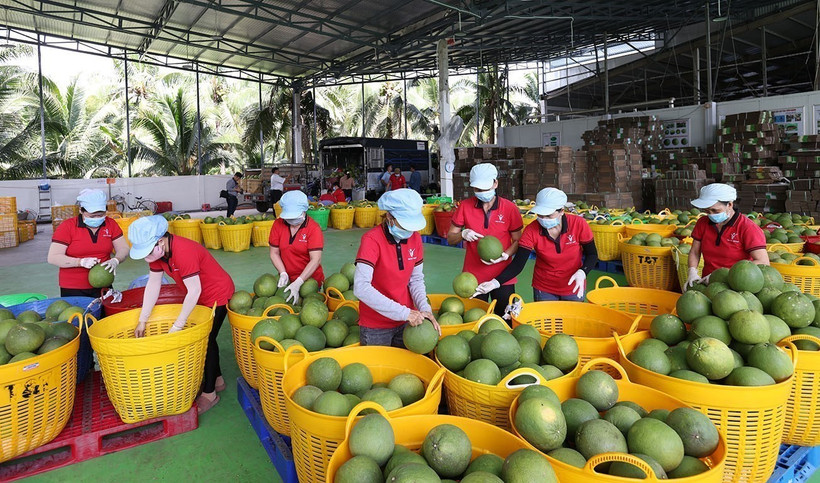 Clasifican pomelos para esportación. (Foto: VNA) 