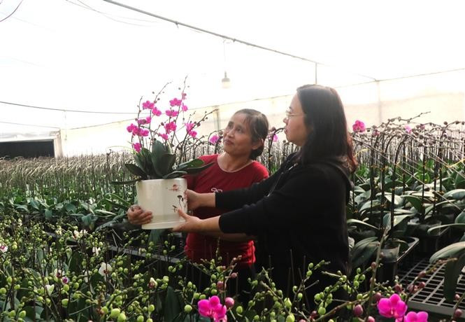 Vietnam se encuentra en plena celebración por el final de 2025 (Foto: VNA)