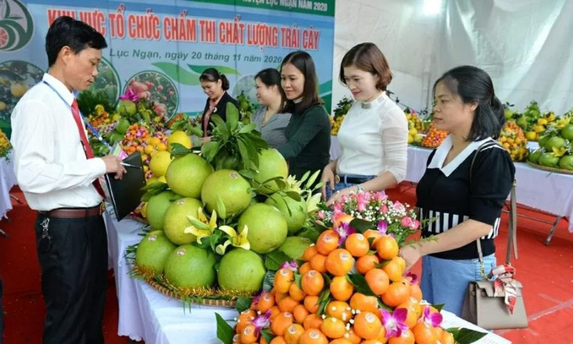 El Festival de la Fruta de Bac Ninh 2025 se celebrará del 5 al 10 de diciembre. (Foto: baobacninh) 