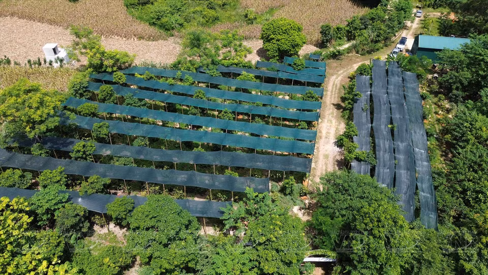 Hanoi está desarrollando el cultivo de las plantas medicinales. (Fuente: Revista Vietnam)