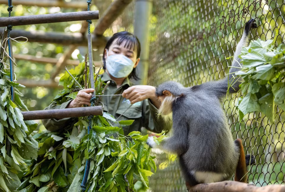 Una de las especies de primates protegidas en el Parque Nacional Cuc Phuong. (Foto: VNA)