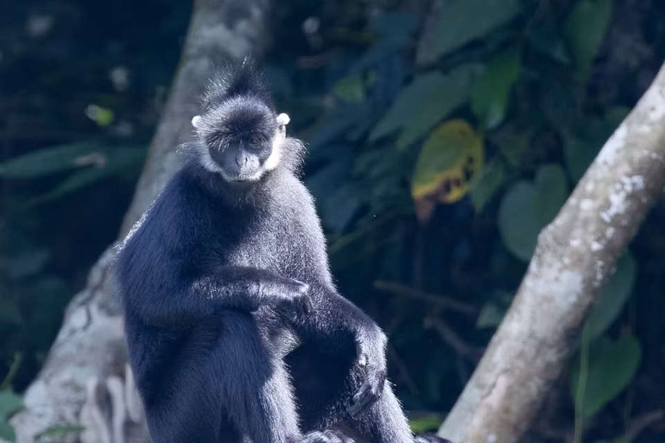 Una de las especies de primates protegidas en el Parque Nacional Cuc Phuong. (Foto: VNA)