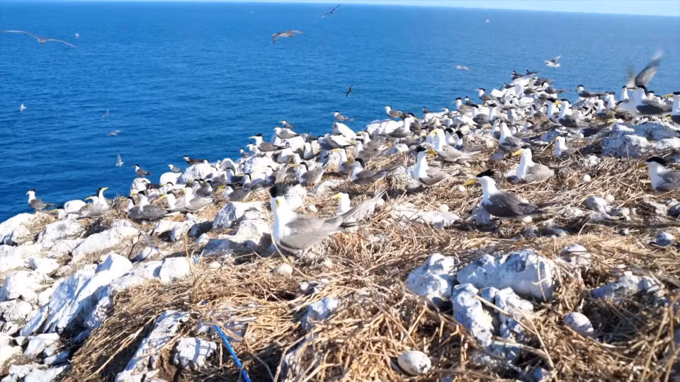 El santuario de aves de la isla Trung en el Parque Nacional Con Dao. Foto: VNA