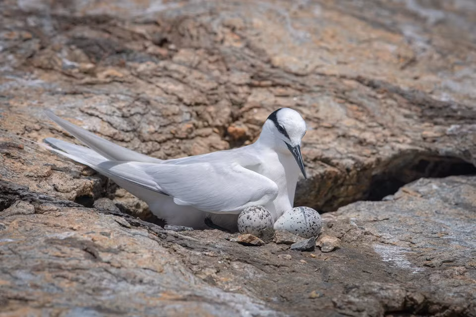 La isla Trung se ubica en el Parque Nacional Con Dao, con una superficie de casi dos hectáreas, desierta, sólo con hierba y rocas. La densidad media de huevos encuestados fue de 4,88 huevos/metro cuadrado. (Foto: VNA)