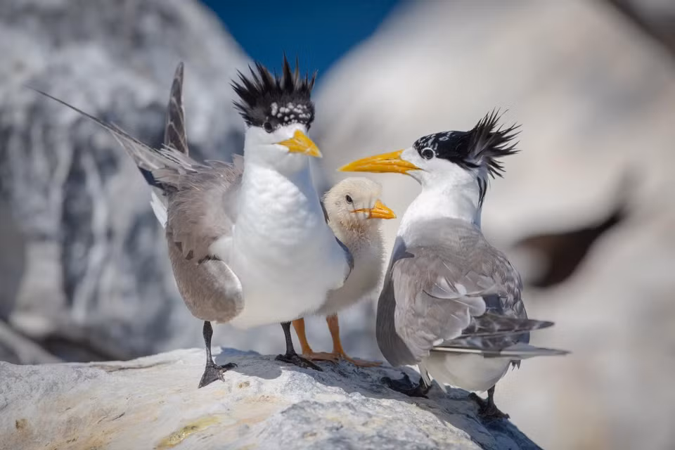 Las aves vienen a reproducirse y a poner huevos en la isla Trung. Foto: VNA