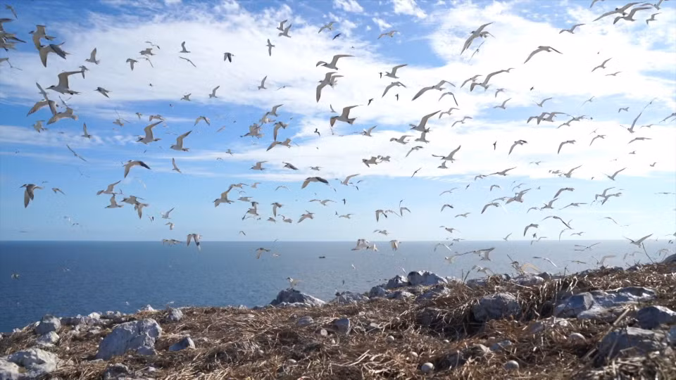 El santuario de aves de la isla Trung en el Parque Nacional Con Dao. Foto: VNA