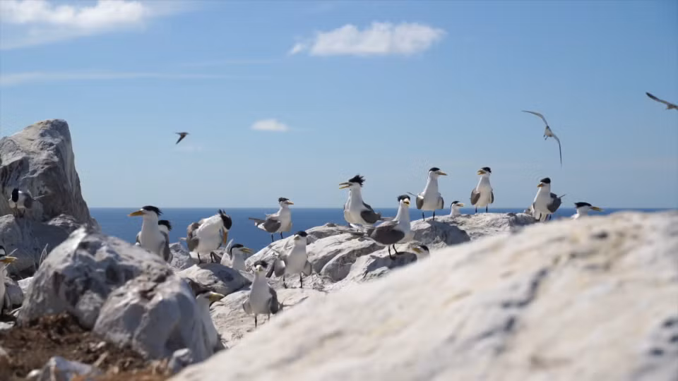El santuario de aves de la isla Trung en el Parque Nacional Con Dao. Foto: VNA