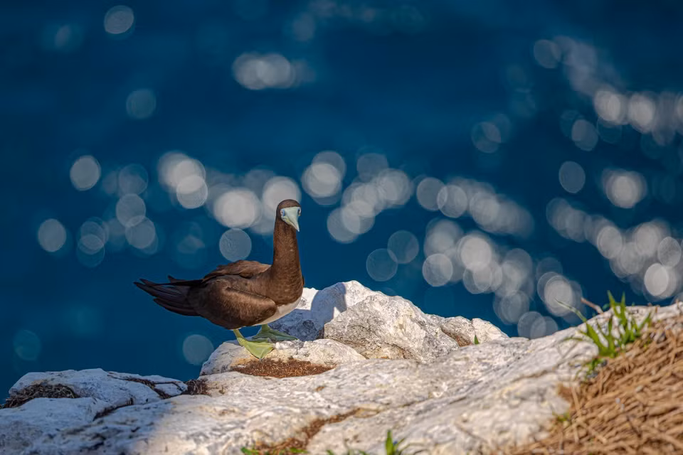 El santuario de aves de la isla Trung se ha convertido en un área de residencia y reproducción para muchas especies de aves raras. (Foto: VNA)