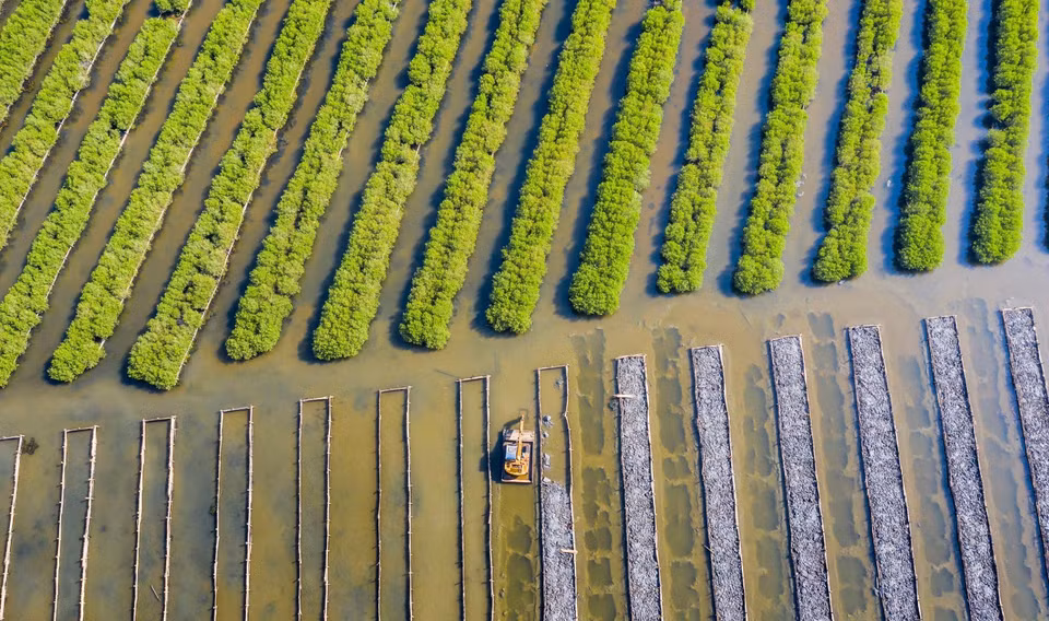 El bosque de manglar Bau Ca Cai, en la comuna de Binh Thuan (Binh Son, Quang Ngai), ha sido restaurado desde 2015. (Foto: VNA)