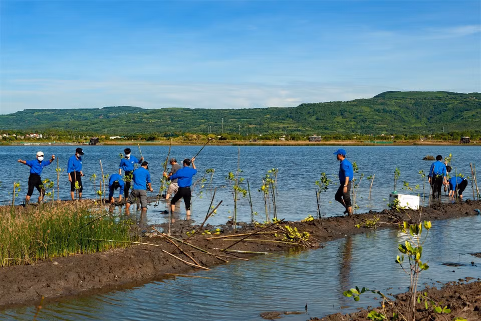 La juventud de Phu Yen devuelve el color verde a la laguna O Loan. (Foto: VNA)