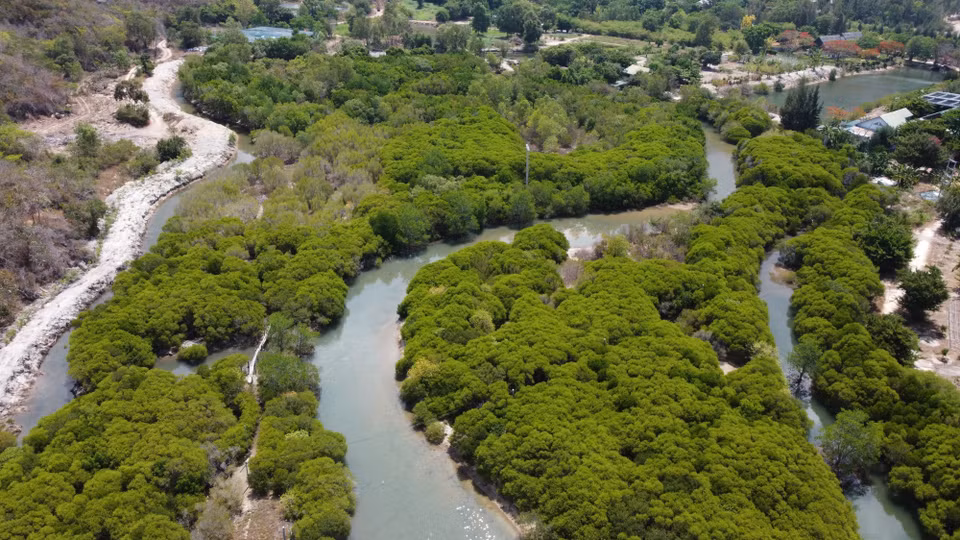 Los bosques de manglares de la isla Hoa Lan, la comuna de Ninh Phu, la ciudad de Ninh Hoa (Khanh Hoa) se conservan y crecen bien, creando un ecosistema diverso. (Foto: VNA)