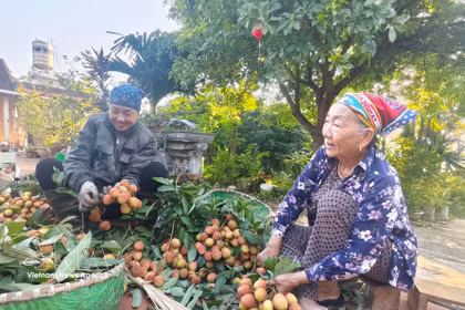 Agricultores de la provincia de Bac Ninh cosechan lichis. Foto: VNA