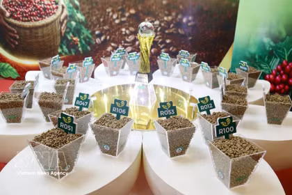 En 2026, la competencia registró su mayor participación hasta la fecha, con 182 inscripciones de 81 establecimientos, que representaban a 7 regiones cafetaleras de todo el país. Foto: VNA